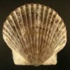 Argopecten